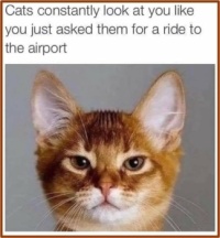 He Keeps The Uber App Handy.