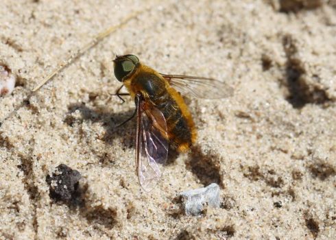 Bee fly - Villa Hottentotta (Hottentottenvilla)