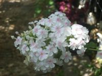 White with pink centers phlox at north gate 2015