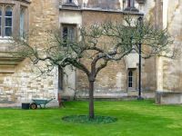 Newton's Apple Tree, Cambridge