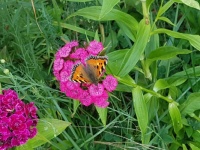 Butterfly in my Garden