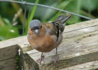 Chaffinch