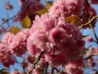 blossom.v1