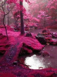 photo shopped forest.
