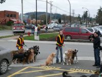 Theme  - Dogs, cats and small pets