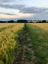 path through barley