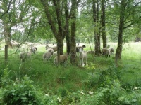 Sheep 2