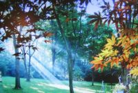 Sunrise in the yard