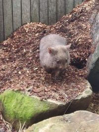 ⚞ᵔ(❛♡❛)ᵔ⚟ Mr. Wombat ⚞ᵔ(❛♡❛)ᵔ⚟