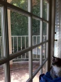 Lulu at the window