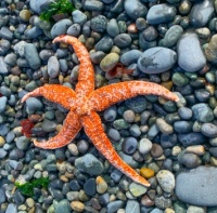 A nice starfish