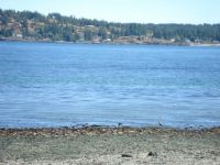 Shoreline in Campbell River, BC