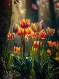 Tulips 🌷