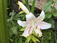 Latest lily to open