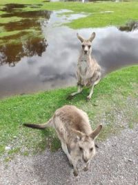 ╰⍜⁰ Kangaroo brothers ⁰⍜╯