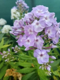 flox