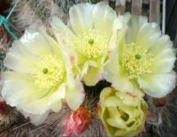 Ouchi Flowers