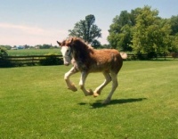 CLYDESDALE COLT