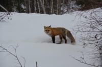 Fox