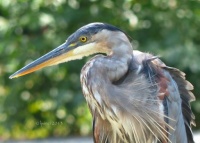 Great Blue Heron