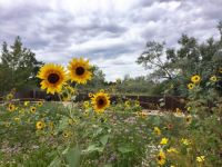 Backyard sunflowers and Bergamot