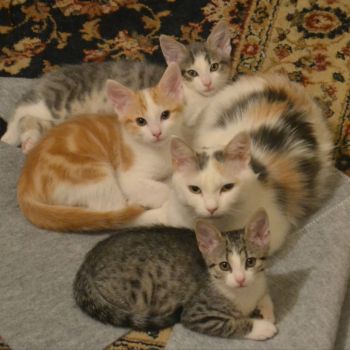A family of kitties