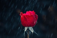 Flower in the Rain