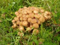 mushrooms_Armillaria mellea
