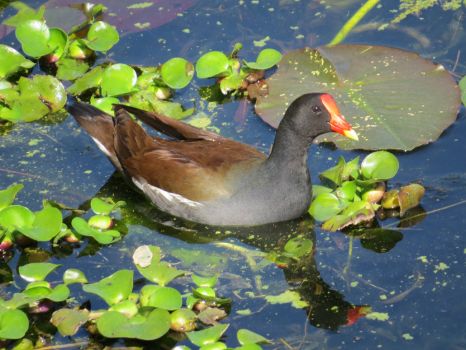 American Coot in Florida