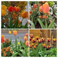 MORNING WALK – Spring Flowers - Tulips 4