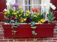 Window Flower Boxes (#1)