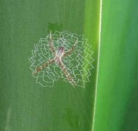 The Orb Weaver and its zig-zag web.