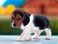 Pup