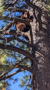 Tahoe Bear
