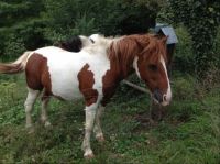 Swiss pony