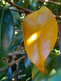 Yellow leaf (camellia)