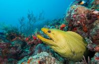 Green Moray eel in coral reef Juno Beach FLA