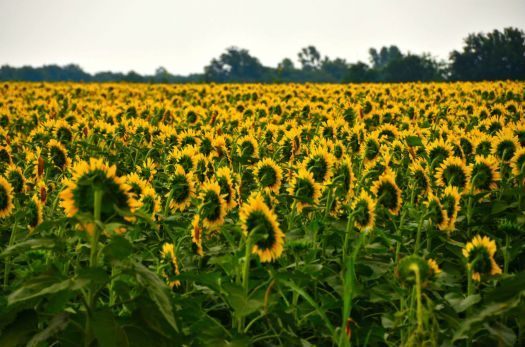 Field of Sunflowers!