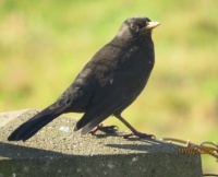 Blackbird enjoying the sunshine