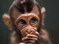 Baby monkey -Indonesia