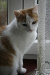 Jonášek