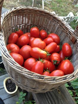 tomato basket