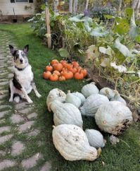 Fall Harvest in the Cache Valley
