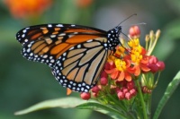 monarch_milkweed