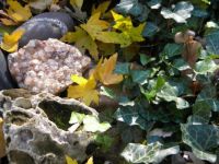 Rocks And Autumn Leaves  3