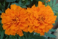 More Marigolds
