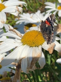 Butterfly and flower
