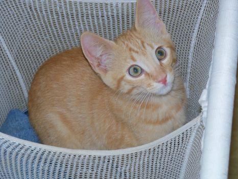 Young MAX in the hamper