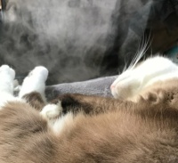 Smokey and the humidifier
