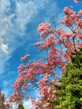 Spring in Oregon